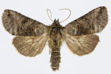 Abrostola triplasia