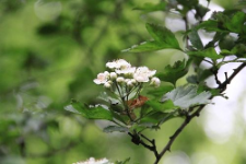 Crataegus pentagyna Waldst. & Kit. ex Willd.