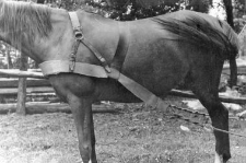 Breast collar