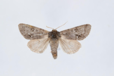 Acronicta menyanthidis