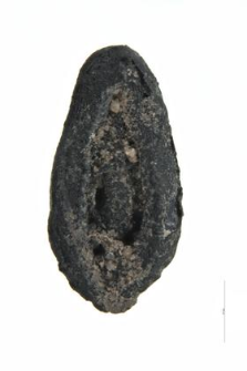 Plantago lanceolata