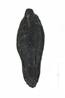 Artemisia vulgare