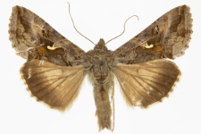 Autographa gamma