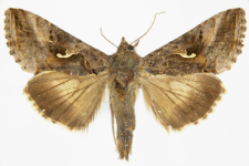 Autographa gamma