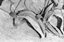 Horse collar