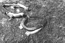 Horse collar