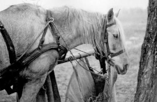 Horse in a harness