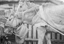 Horse in a harness