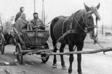 One horse harnessed