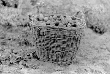 Potato basket, so-called 