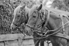 Harness