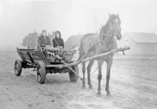 One horse harnessed, a wagon