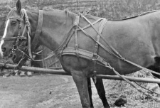 Two-horse team