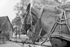 Two-horse team