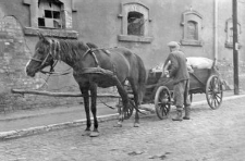 One horse harnessed
