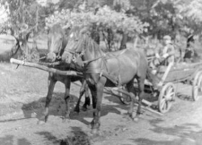 Two-horse team