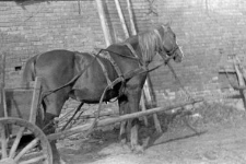 One horse harnessed