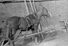 One horse harnessed