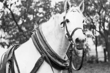 Horse in a harness