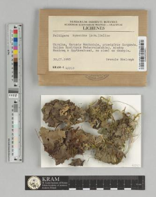 Peltigera hymenina (Ach.) Delise