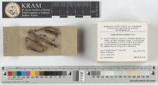 Lamproderma ovoideum Meyl.
