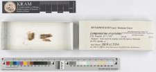 Lamproderma arcyrioides (Sommerf.) Rostaf.