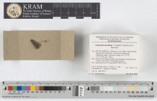 Lamproderma album H. Neubert, Nowotny & K. Baumann