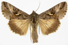 Autographa gamma