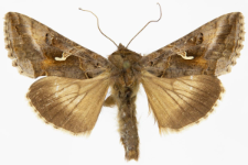Autographa gamma