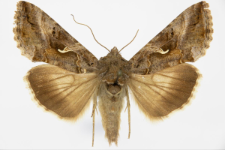 Autographa gamma