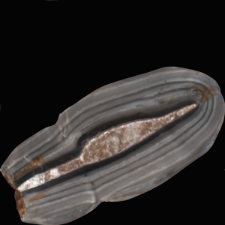 Plattenhornstein rogowiec (Tabular chert of the Baiersdorf-type) : dokumentacja [3D]