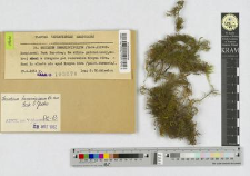 Thuidium tamariscinum (Hedw.) Lindb.
