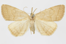 Pechipogo strigilata