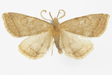 Pechipogo strigilata