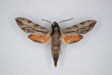 Erinnyis obscura