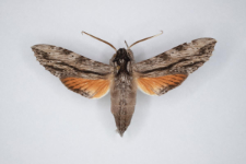 Erinnyis obscura