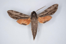 Erinnyis obscura