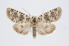 Bryophila demestica