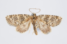 Bryophila demestica