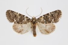 Bryophila demestica