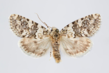 Bryophila demestica