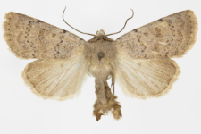 Hoplodrina respersa