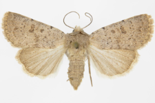 Hoplodrina respersa