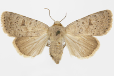 Hoplodrina respersa