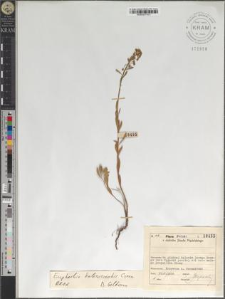 Euphorbia kaleniczenkii Czern.