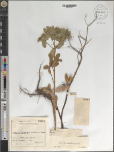 Euphorbia polychroma Kern.