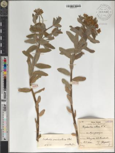 Euphorbia pseudovillosa Kłok.