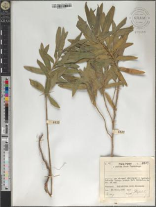 Euphorbia salicifolia Host.