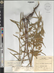 Euphorbia virgata Waldst. et Kit.