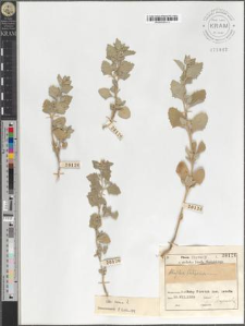 Atriplex rosea L.